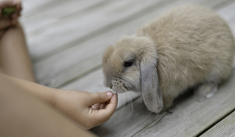 L'apprentissage de la litière pour un lapin s'effectue progressivement