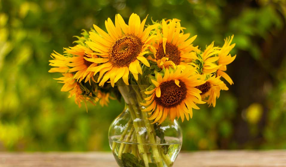 Un bouquet solaire 