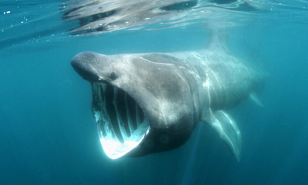 Le requin-pèlerin