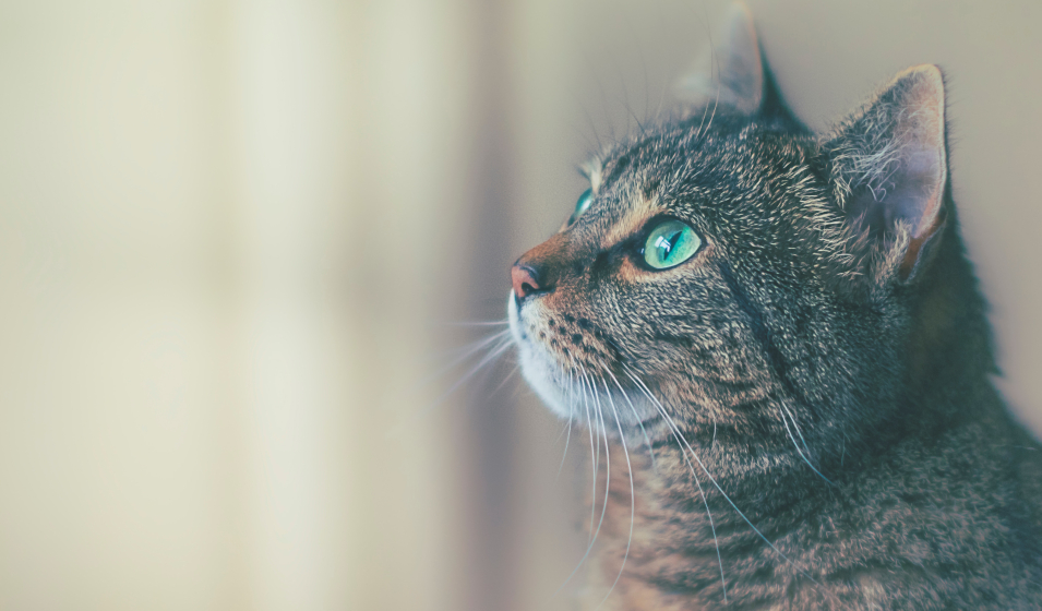 idées nom chat U 2023 1