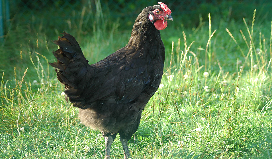 Maladies des poules : tout savoir