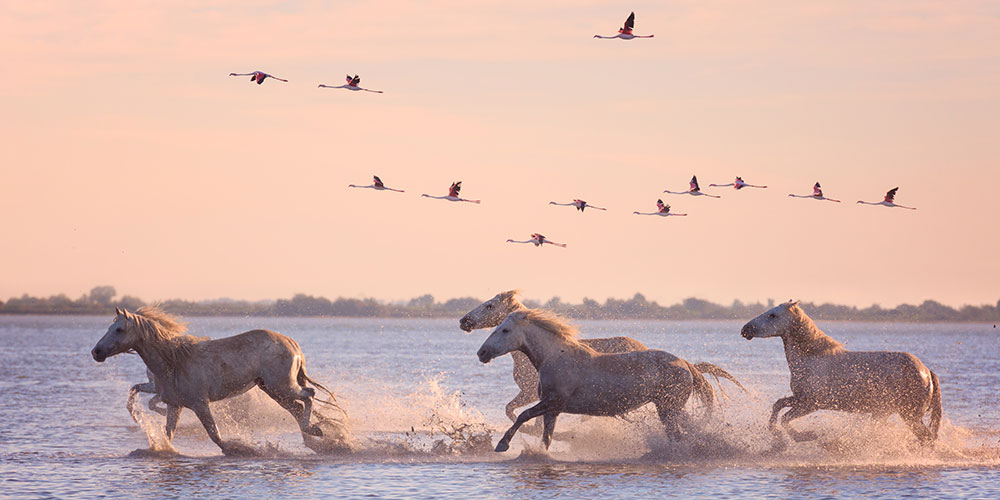 Camargue : sa faune exceptionnelle renaît !