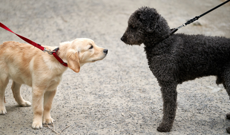Un lieu calme est conseillé pour une première rencontre entre chiot et chien adulte