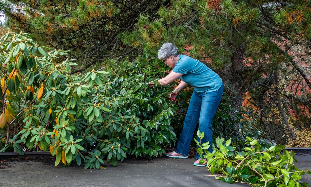Une fois la floraison terminée, le rhododendron peut être légèrement taillé 