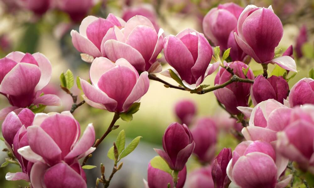 Des fleurs de magnolia d’un rose soutenu