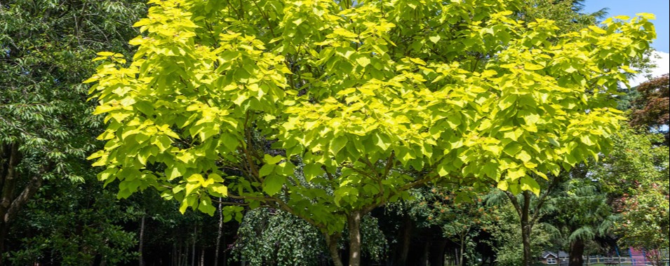 Le Catalpa boule