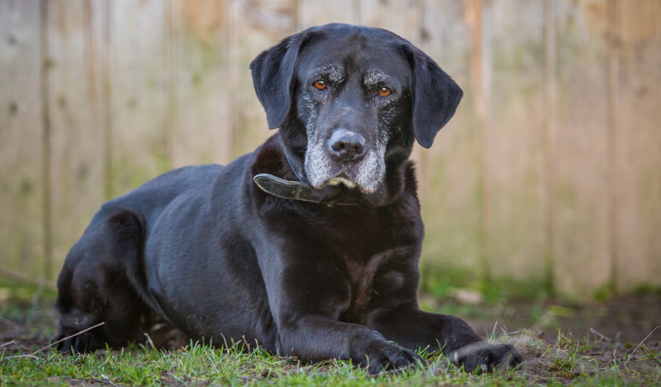 Un chien senior labrador retriever noir couché sur l'herbe