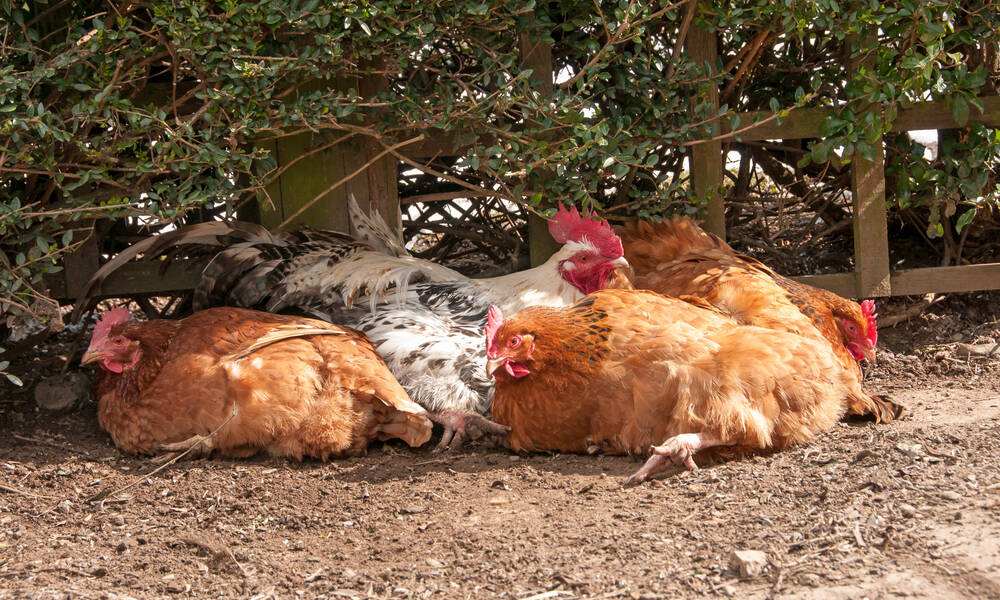 Si vos poules occupent déjà un endroit, piquez-leur l’idée !
