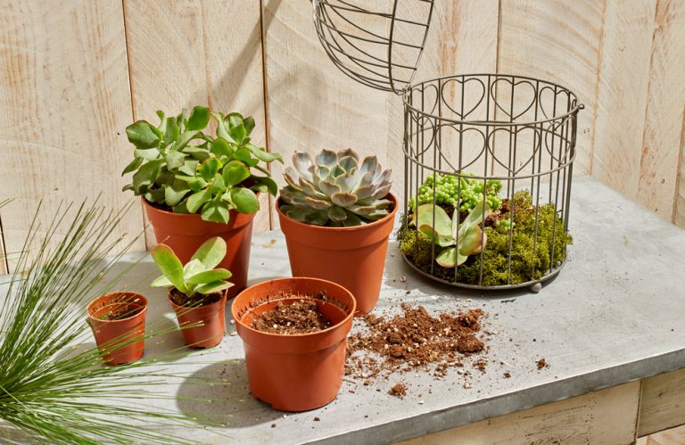 Plantation des succulentes