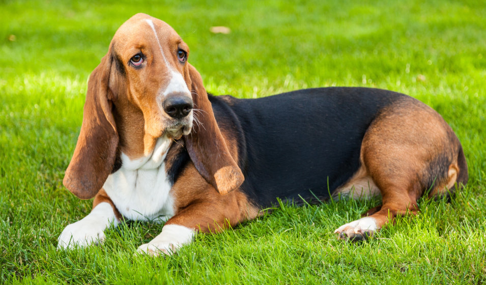 Le basset hound est un chien plutôt court sur pattes 