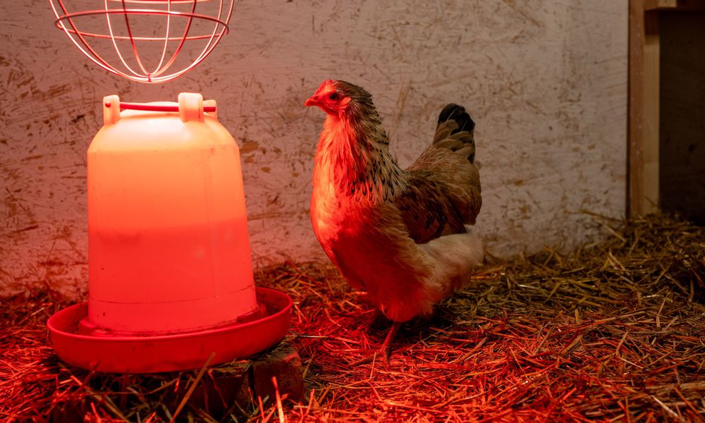 La lampe chauffante est un mode de chauffage courant dans les poulaillers, à n’utiliser que quand il fait très froid