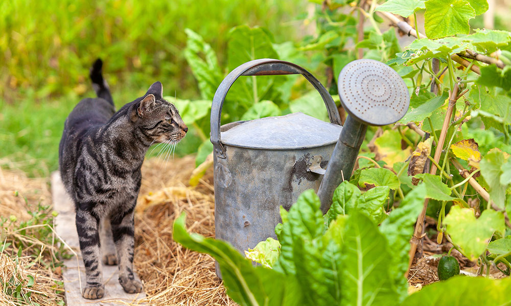 Bien paillées, les plantations sont protégées des grattages  