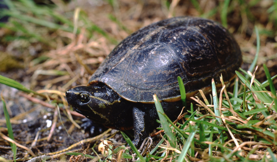 Composition de la terre : la tortue terrestre doit manger directement sur  son substrat = terre de jardin.