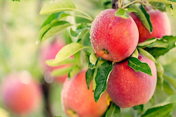 Le fruitier bourré de qualité 