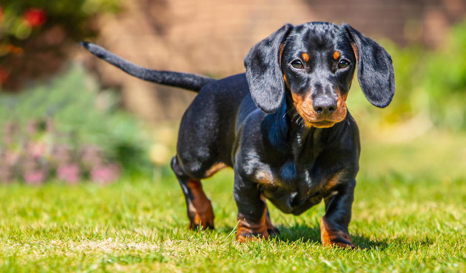Une clôture adaptée empêche un chien de fuguer 