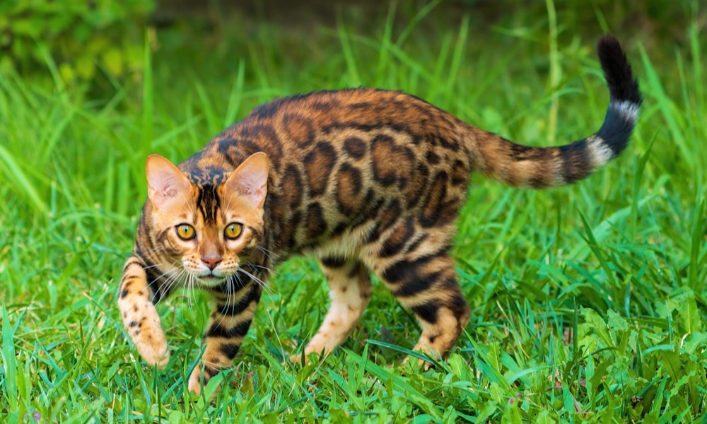 Le Bengal a gardé ses instincts de chasseur