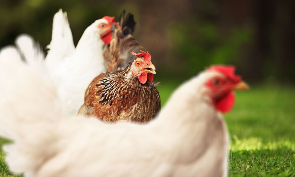 Trop jeune, trop âgée, races différentes, toutes les poules ne pondent pas de la même manière