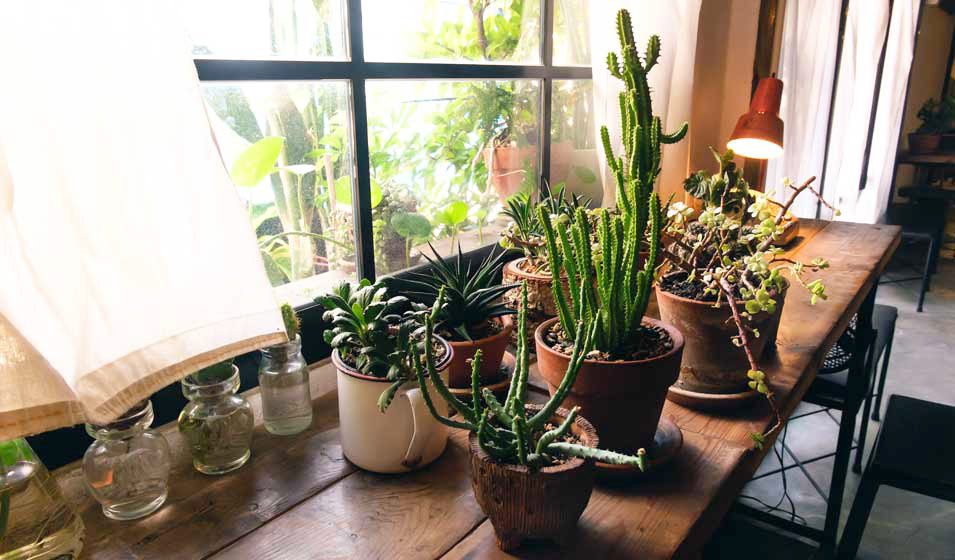 Plantes d'intérieur, plantes en pot