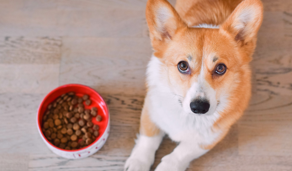 Un chien welsh corgi à côté de sa gamelle de croquettes