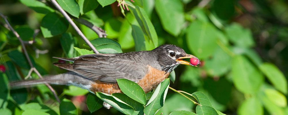 Les fruits de l'Amelanchier canadensis sont aussi bons pour parfumer les viandes en sauces que pour des confitures, leurs gôuts se rapprochant de celui des myrtilles.