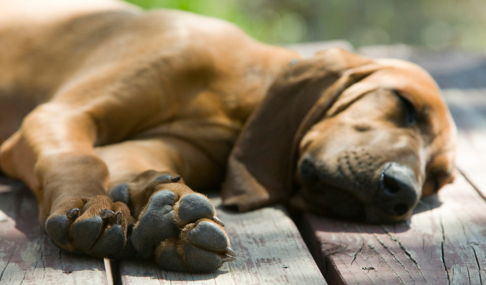 Un chien de chasse dort allongé au soleil sur une terrasse en bois