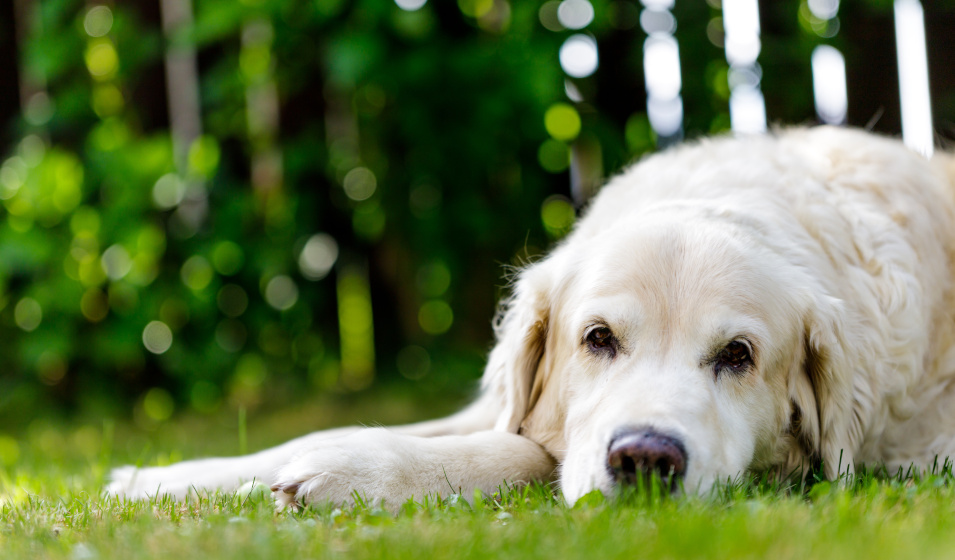 Un golden retriever âgé allongé sur l'herbe dans un jardin