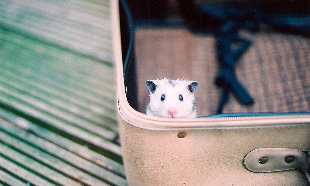 Que faire de son hamster ou autre petit mammifère en vacances ?