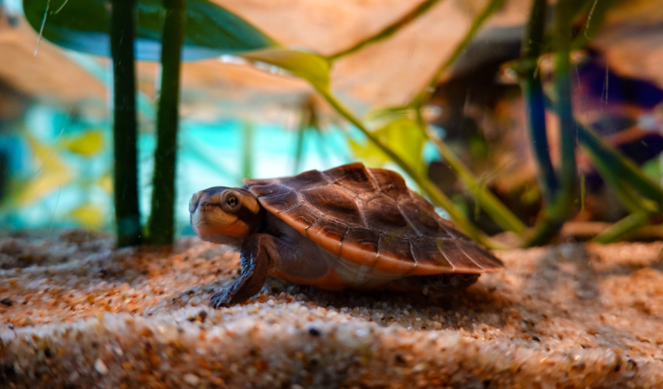 Que mange une tortue d'eau ? Zoom sur des besoins spécifiques