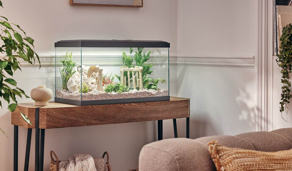 L'aquarium antique, une plongée dans l'histoire !