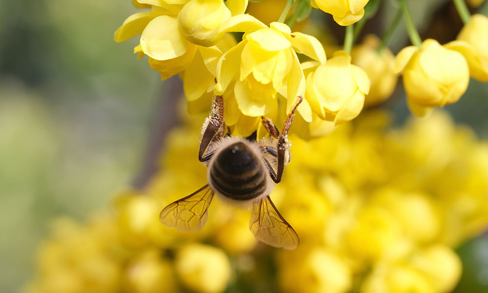 11 arbustes persistants pour attirer les pollinisateurs toute l'année