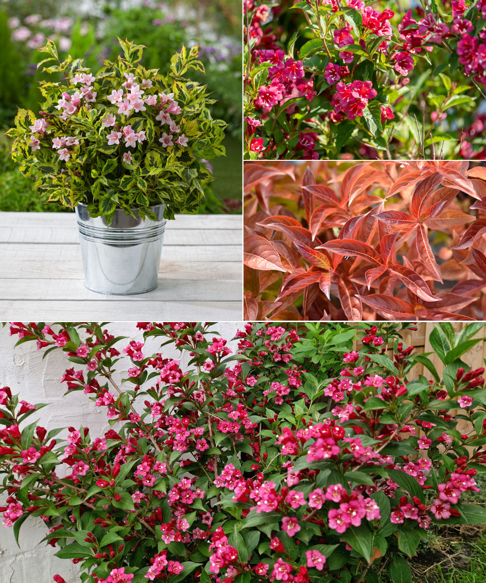 Photo 1 : Weigelia 'Magical Rainbow', 2 : Weigelia ‘Bristol Ruby’, 3 : Le feuillage automnal d’un weigelia
