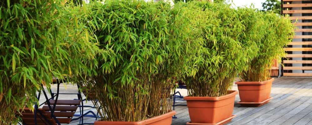 Le bambou en pot, un écran plus frais qu'un simple occultant