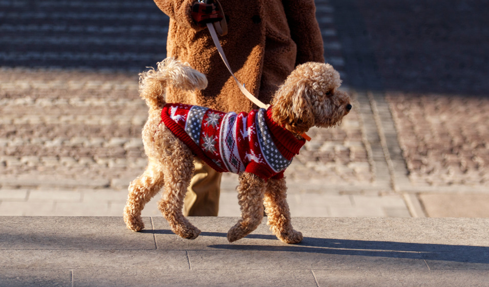 Il existe des soins protecteurs pour les coussinets du chien en hiver