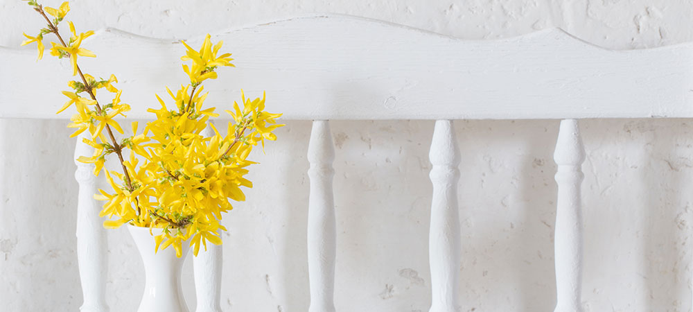 Les Forsythias