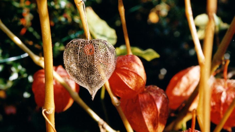 Le physalis ou amour en cage