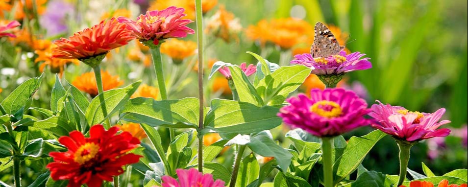 Un festival de couleurs