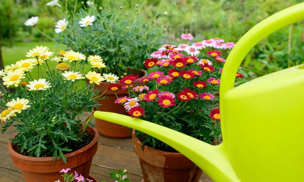 L’arrosage au pied est aussi la règle pour les plantes en pot 