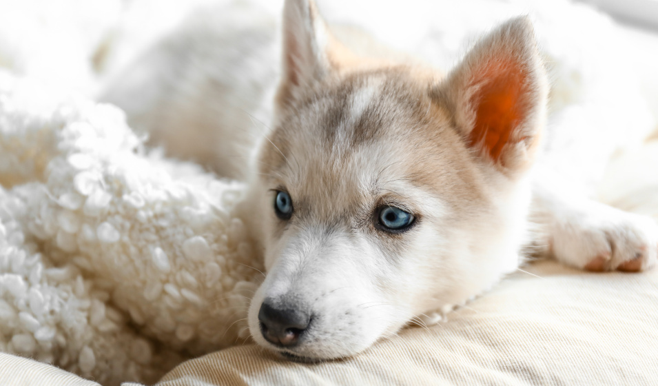 Beaucoup de chiots pleurent les premières nuits 