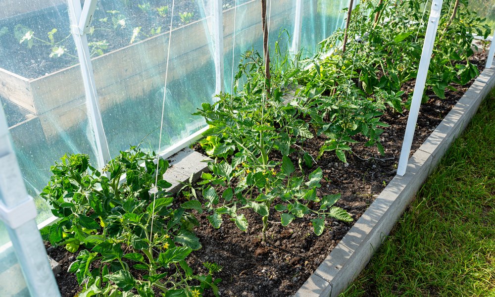 Pour être maintenues verticales, les tomates sont attachées à des ficelles accrochées en haut de la serre