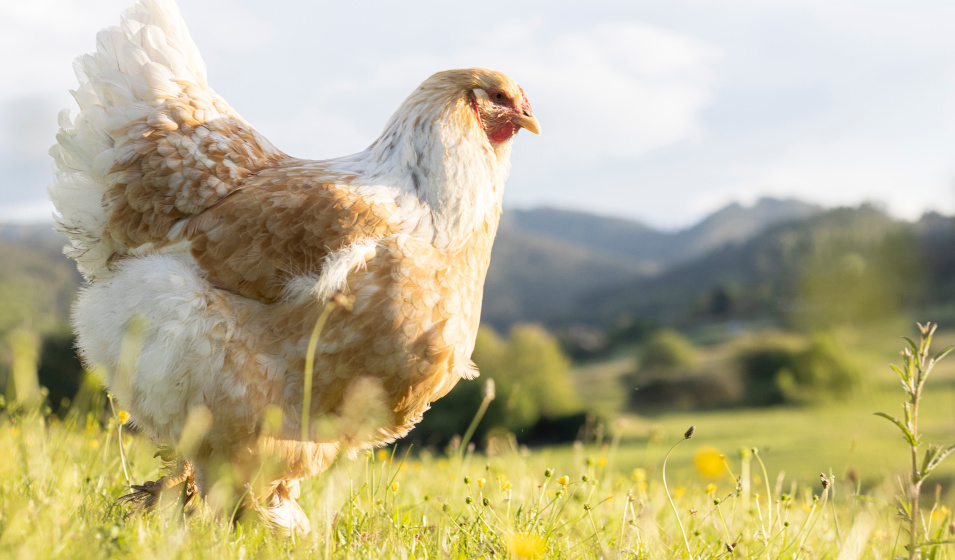 L'alimentation apporte l'énergie nécessaire à la poule pendant la mue 