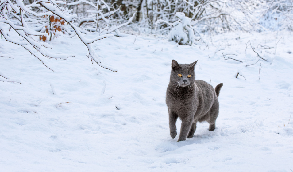 Certaines races de chats aiment bien l'hiver ! 