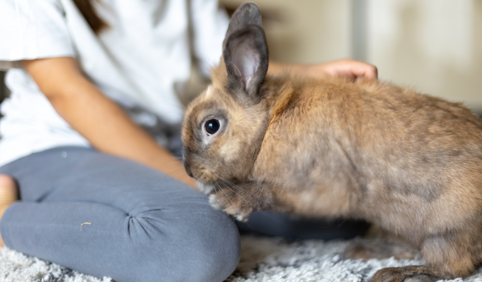 Un joli lapin de compagnie couleur marron joue avec sa maîtresse