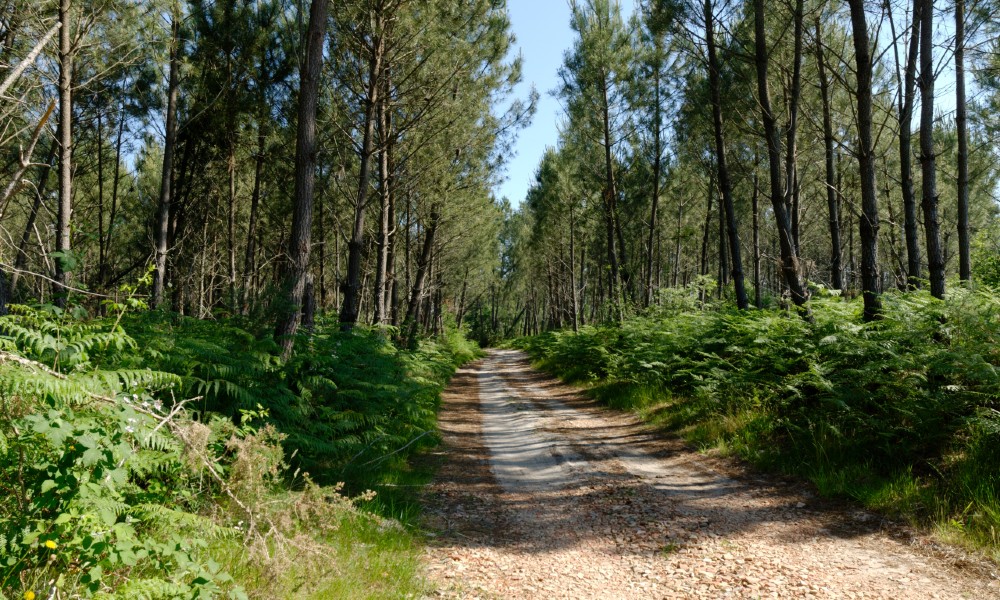 Forêt des Landes 