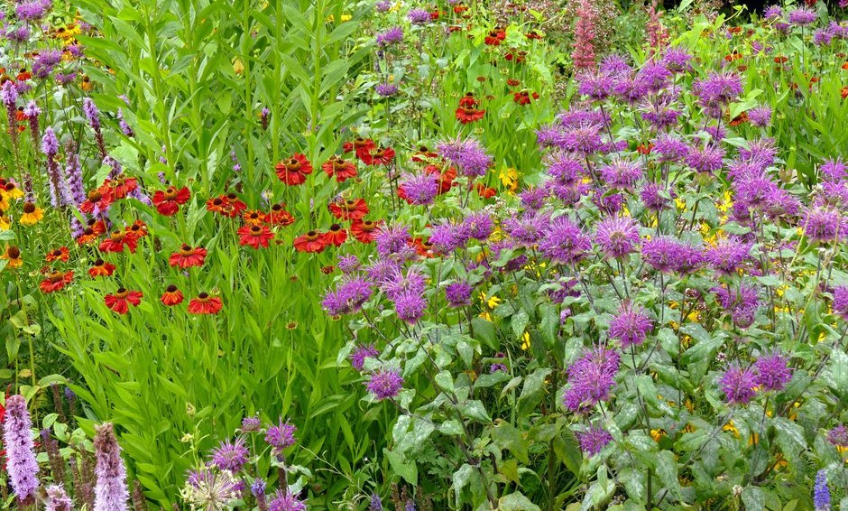 Faites des taches de couleurs en achetant plusieurs plants de la même variété que vous planterez groupés 