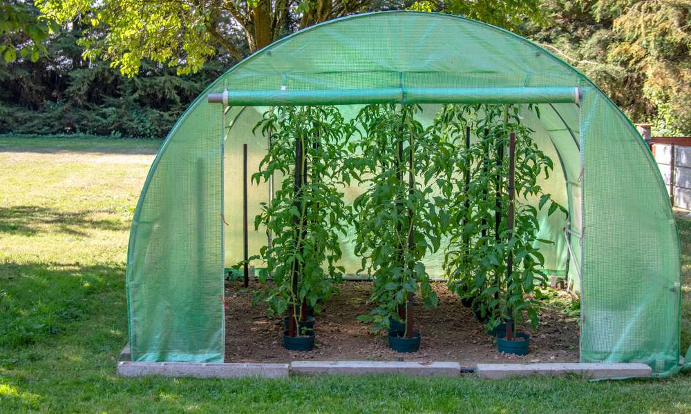 Un savant mélange entre surface ensoleillée pour le mûrissement des fruits et pas trop de soleil pour éviter le dessèchement des plants