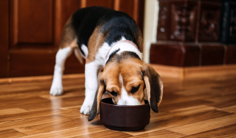 Un chiot beagle mange des croquettes dans un bol à la maison