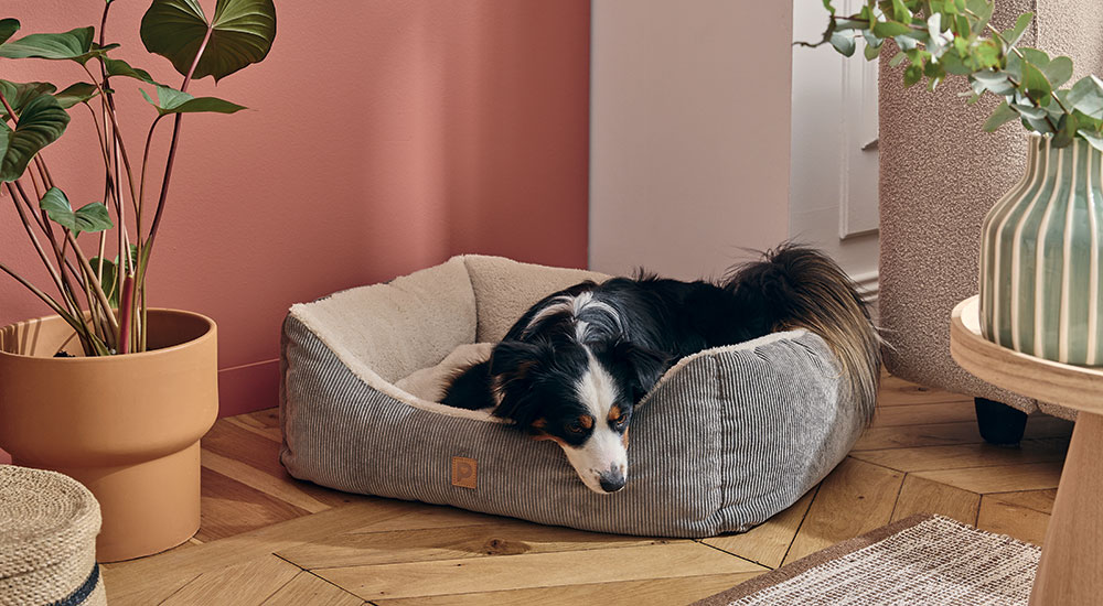 5 signes qu’il est temps de changer le panier de votre chien