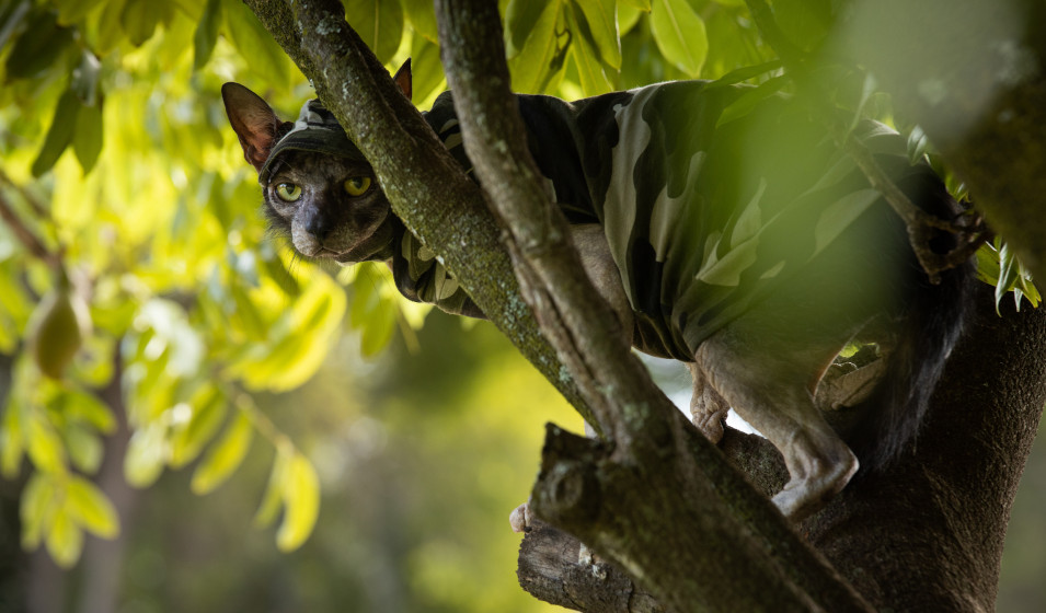 chat lykoi 3