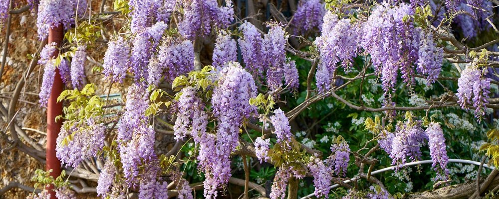 La glycine, belle mais un peu excessive, à réserver aux façades solides