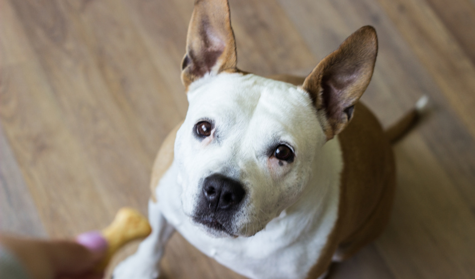Le jour de la Saint-Valentin les chiens ont droit à une petite friandise !